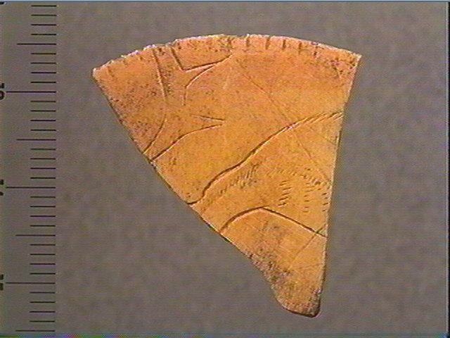 Rondelle, scapula_1