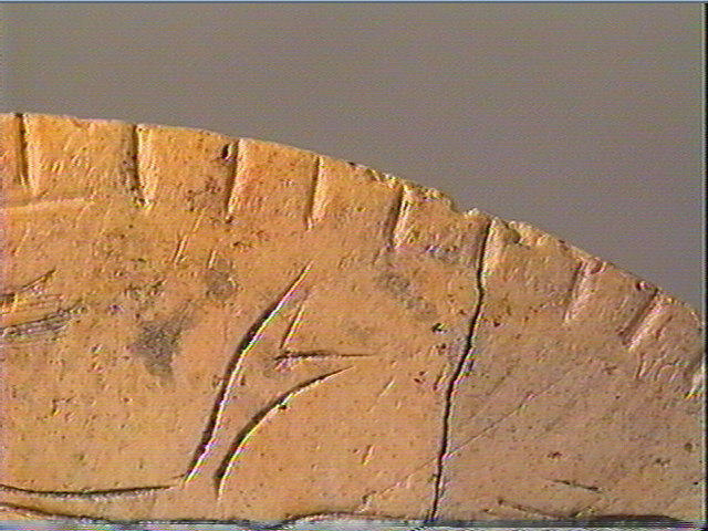 Rondelle, scapula_4