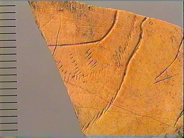 Rondelle, scapula_6
