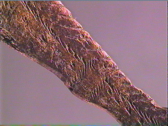 Pendeloque_3