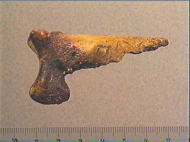 Phalange (bovidé)_0
