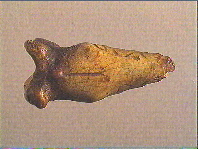 Phalange (bovidé)_1