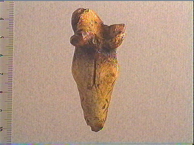 Phalange (bovidé)_2