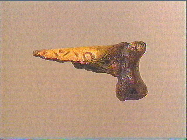 Phalange (bovidé)_3