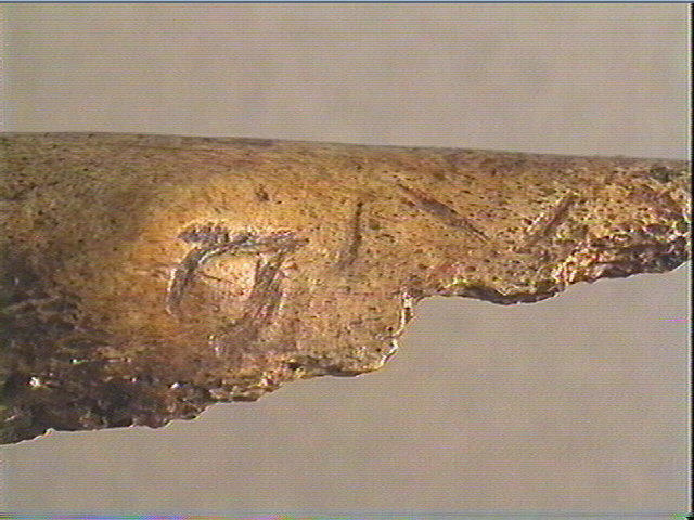 Phalange (bovidé)_4