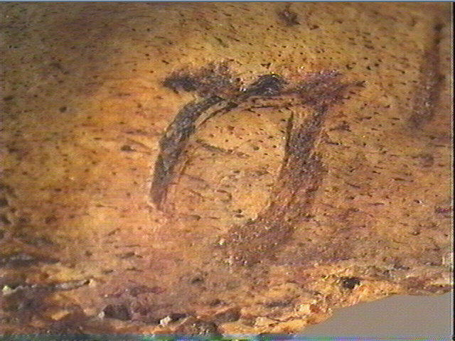 Phalange (bovidé)_5