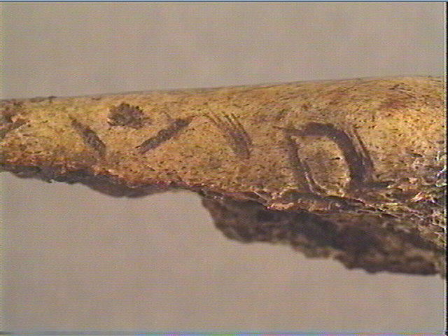 Phalange (bovidé)_6