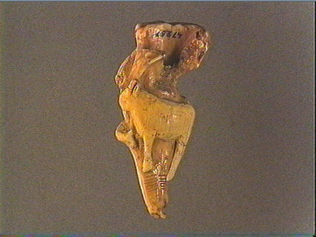 Pendeloque, dent (cachalot)_1