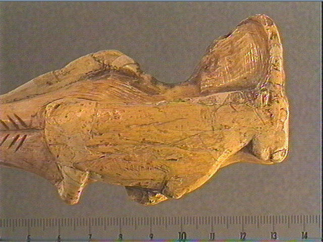 Pendeloque, dent (cachalot)_2