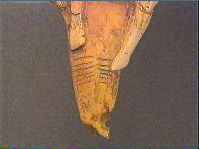 Pendeloque, dent (cachalot)_5