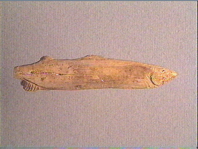 Contour découpé_0
