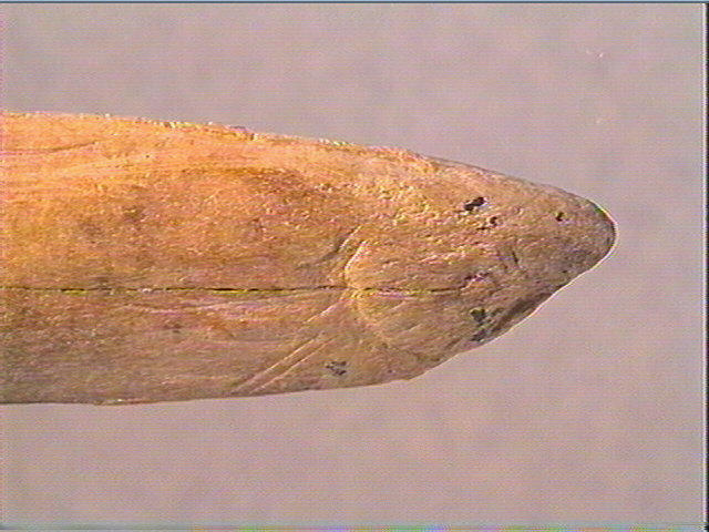 Contour découpé_4