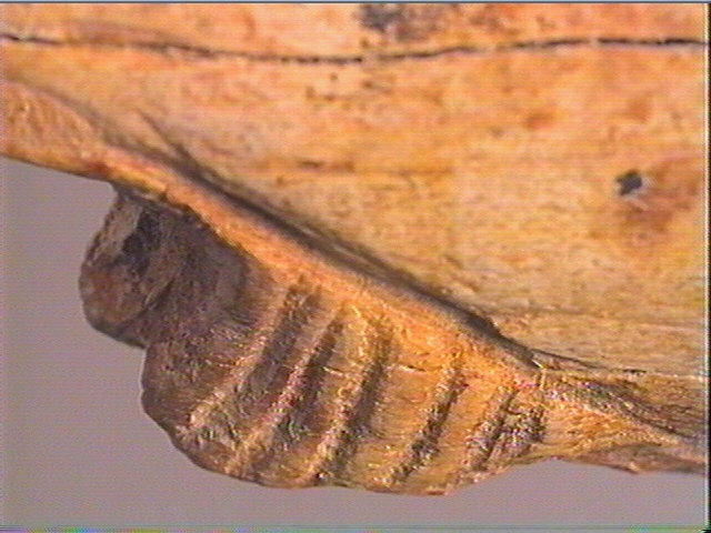 Contour découpé_6
