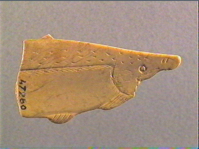 Contour découpé, scapula_2