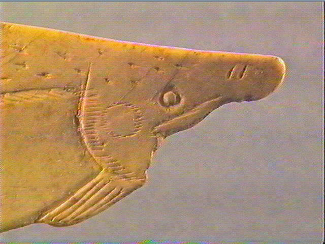 Contour découpé, scapula_3
