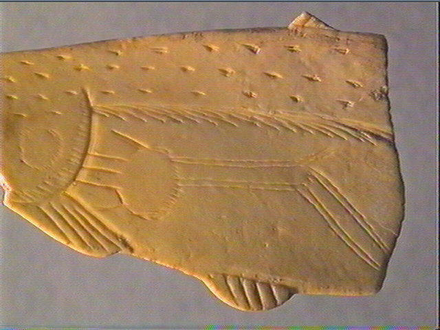 Contour découpé, scapula_5