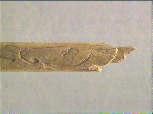 Os indéterminé (oiseau)_4
