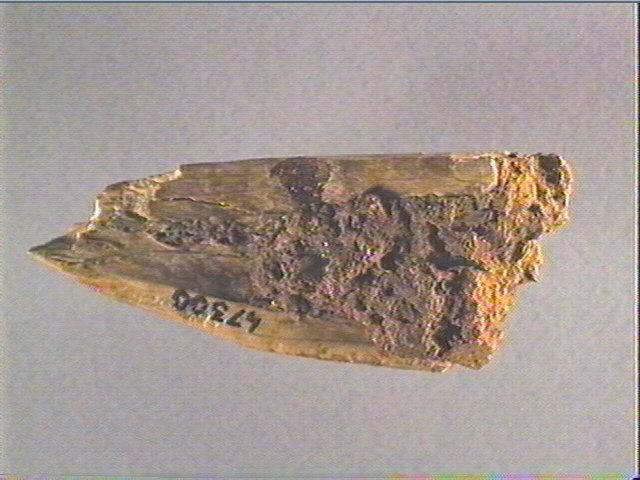 Os indéterminé_2