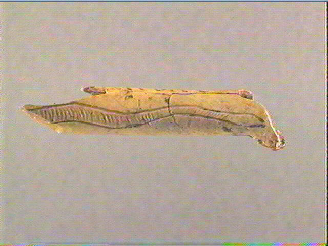 Os indéterminé (oiseau)_0