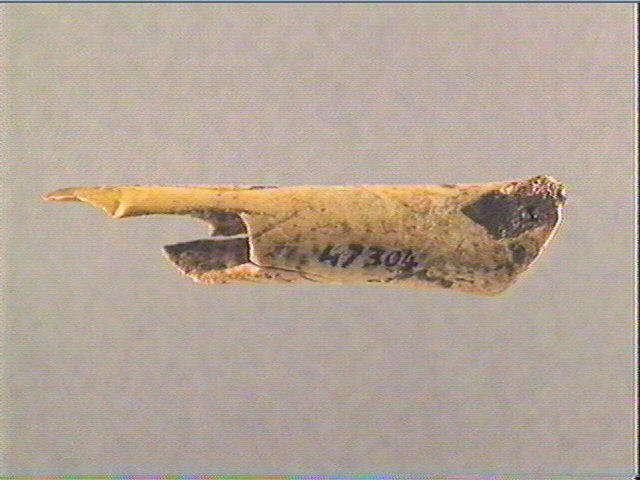 Os indéterminé (oiseau)_1