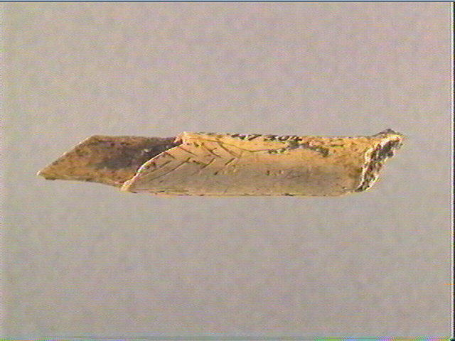 Os indéterminé (oiseau)_2