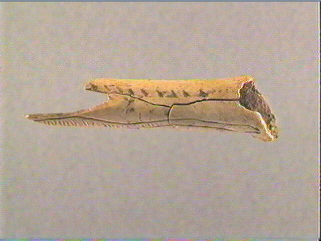 Os indéterminé (oiseau)_3