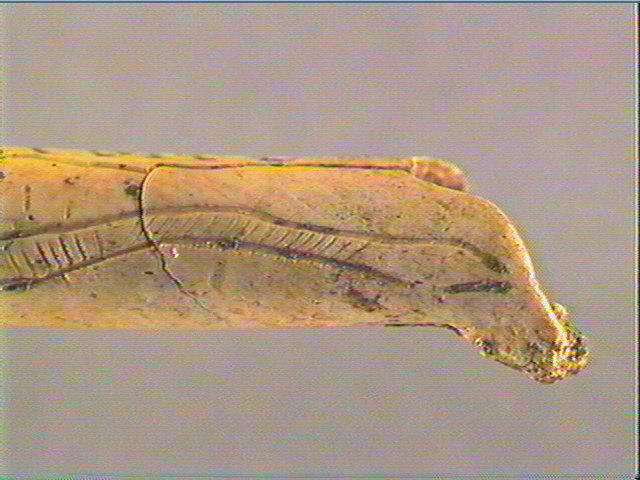Os indéterminé (oiseau)_4