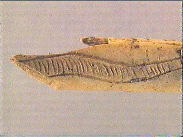 Os indéterminé (oiseau)_5