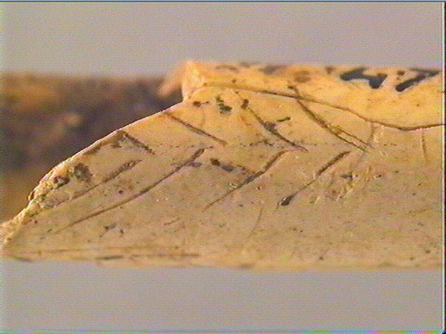 Os indéterminé (oiseau)_6