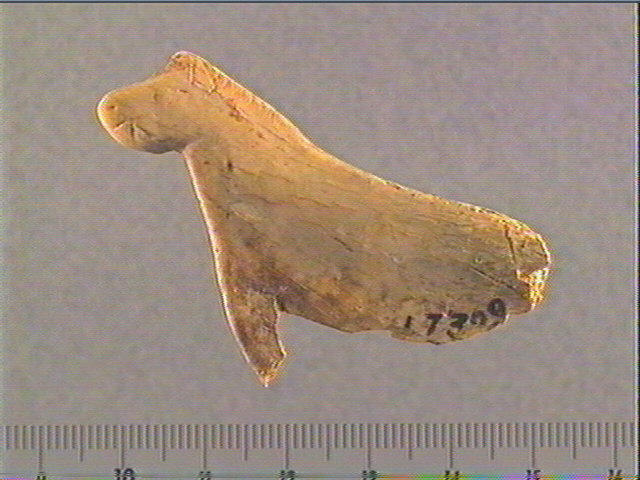 Contour découpé, scapula_0