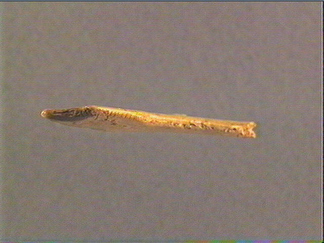 Contour découpé, scapula_1