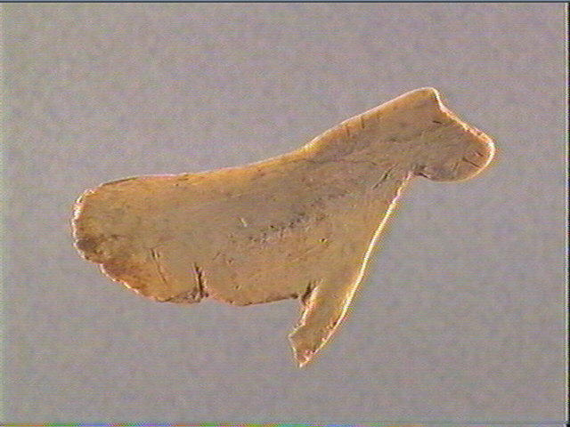 Contour découpé, scapula_2