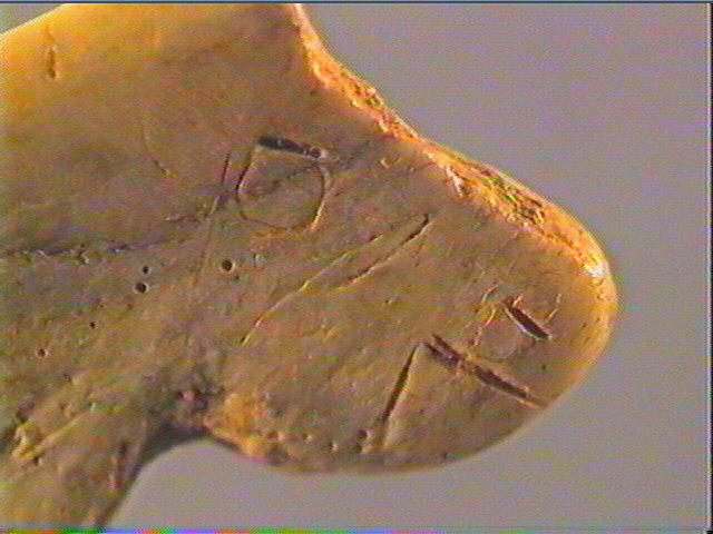 Contour découpé, scapula_3