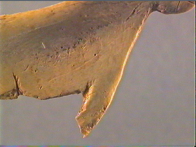 Contour découpé, scapula_4