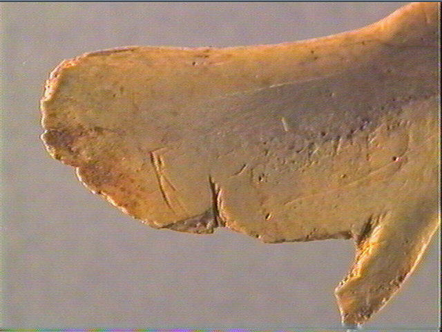Contour découpé, scapula_5