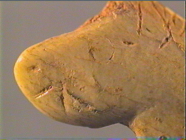 Contour découpé, scapula_6