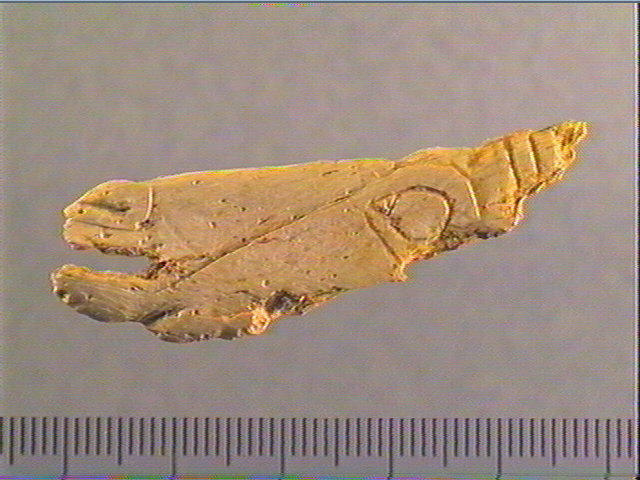 Contour découpé, os hyoïde_0