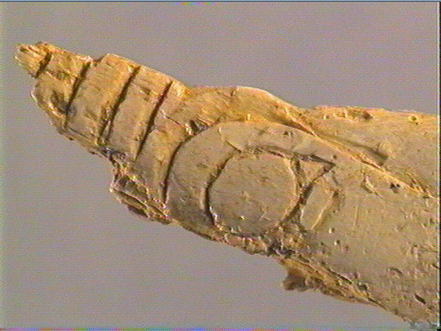 Contour découpé, os hyoïde_3