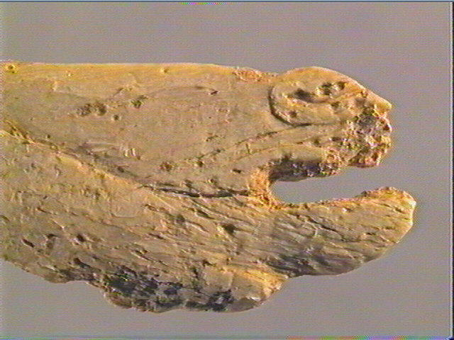 Contour découpé, os hyoïde_4