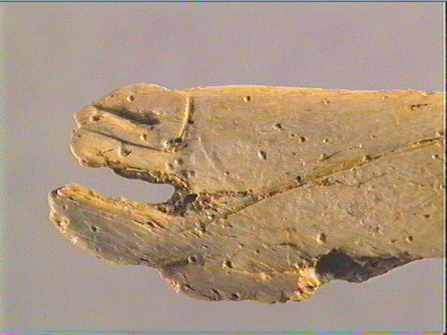 Contour découpé, os hyoïde_6