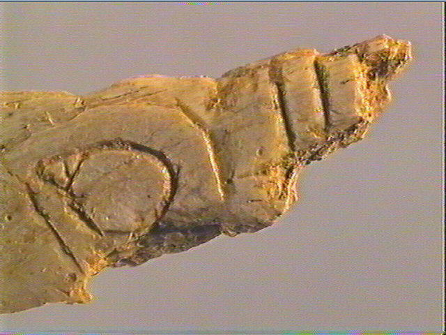 Contour découpé, os hyoïde_5