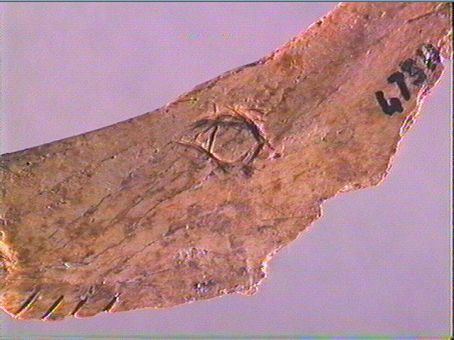 Contour découpé, os hyoïde_5