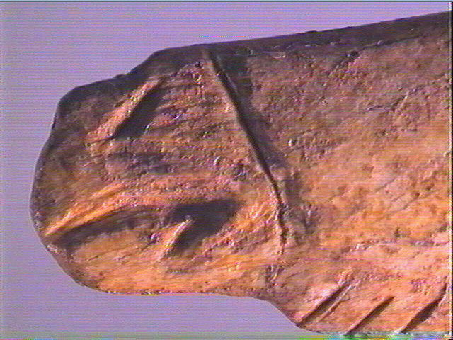 Contour découpé, os hyoïde_6