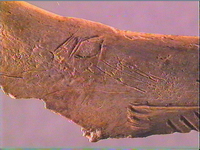 Contour découpé, os hyoïde_3