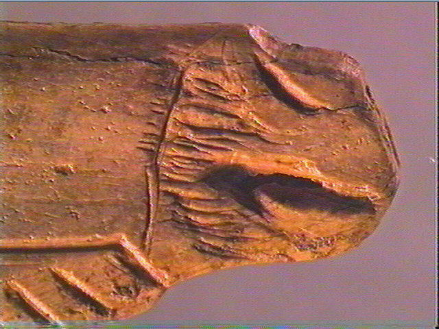 Contour découpé, os hyoïde_4