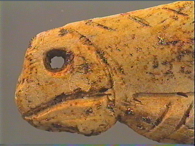Contour découpé, os hyoïde_6