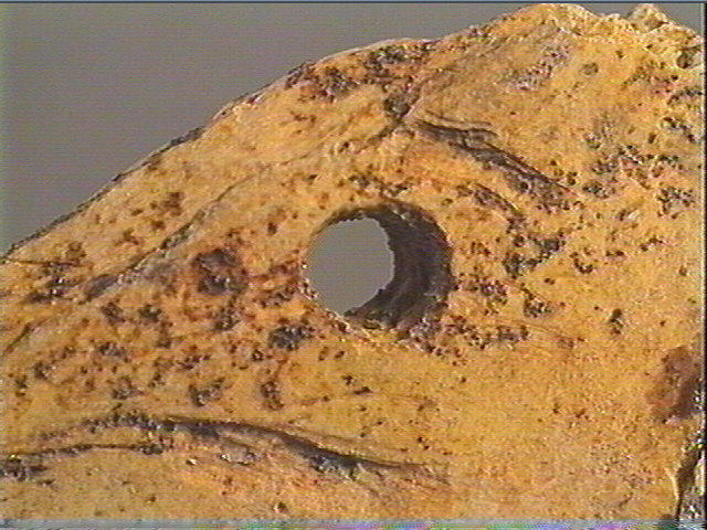 Contour découpé, os hyoïde_5