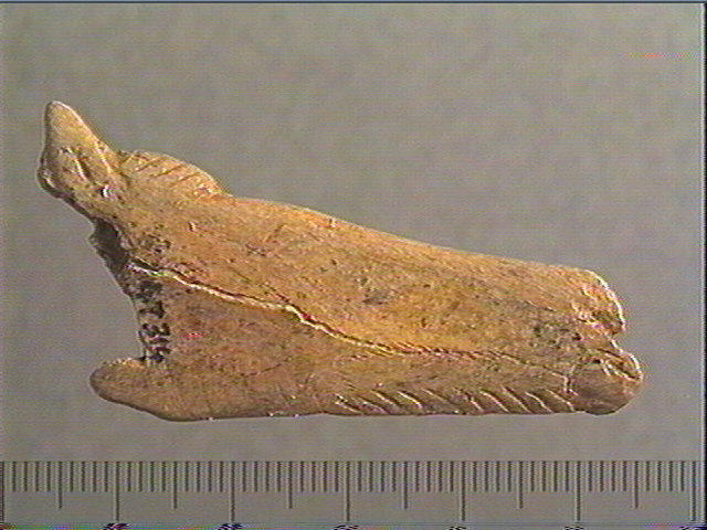 Contour découpé, os hyoïde_0