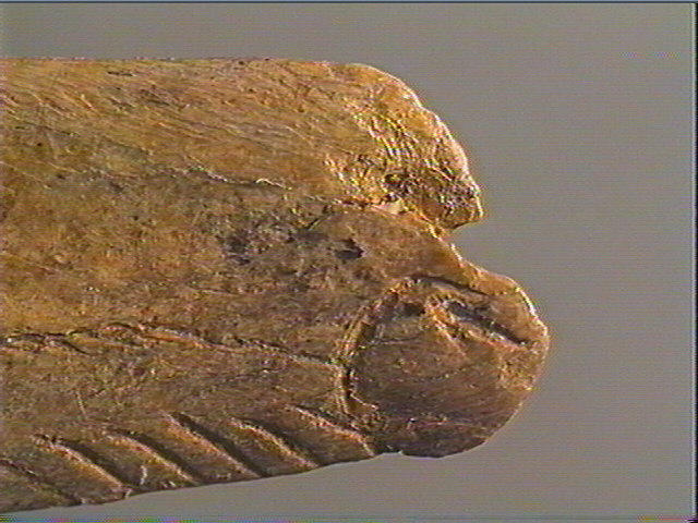 Contour découpé, os hyoïde_4