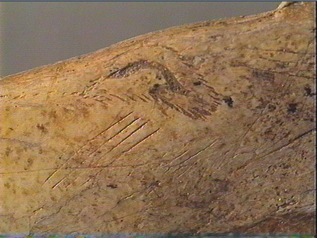Contour découpé, os hyoïde_5